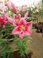 [4175 Alamosa VH No201.JPG]